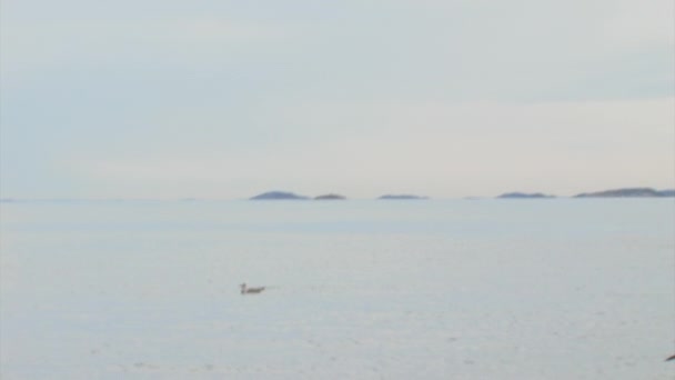 海鸥飞越海洋 降落在水下 — 图库视频影像
