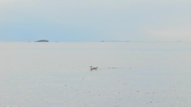 複数のカモメが海に飛び込み 泳いで上陸します — ストック動画