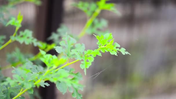 Ocimum Tenuiflorum Trockener Pflanzenzweig Der Wind Weht Defokussierte Regenpartikel Oder — Stockvideo