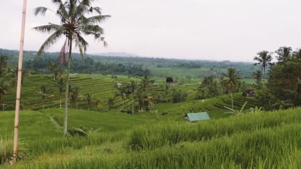 Vistas Sobre Terrazas Arroz Indonesia Bali — Vídeos de Stock