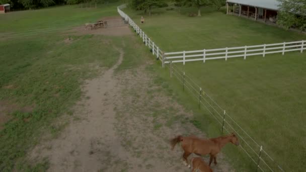 Felülről Lefelé Néző Drón Csikók Kancák Egy Tollban Crooked Creek — Stock videók