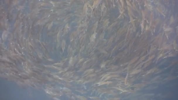 School Jack Fish Gathered Close Surface — Stock Video