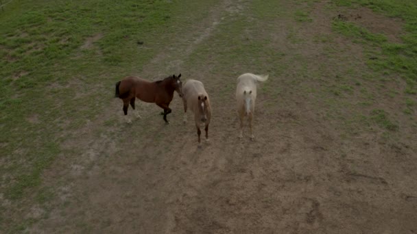 Camera Zakt Naar Beneden Naar Drie Prachtige Paarden Een Hok — Stockvideo