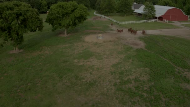 Luftdruck Auf Fohlen Und Stuten Die Bei Sonnenuntergang Auf Der — Stockvideo