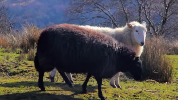 田舎中 山の近くのフィールドで負傷した黒い羊と白い羊のショット — ストック動画
