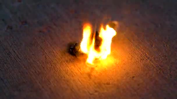 Чёрный Змеиный Фейерверк Зажигается Взрывается — стоковое видео