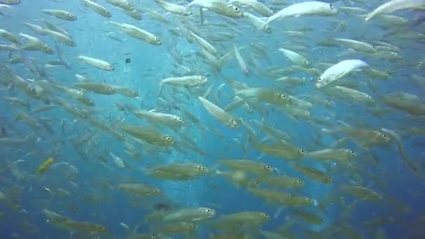 Закройте Большой Стаей Сардинных Рыб — стоковое видео
