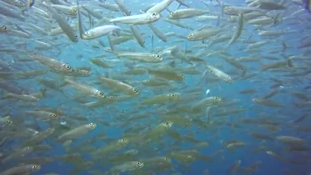 Primo Piano Con Grande Scuola Pesce Sardina — Video Stock