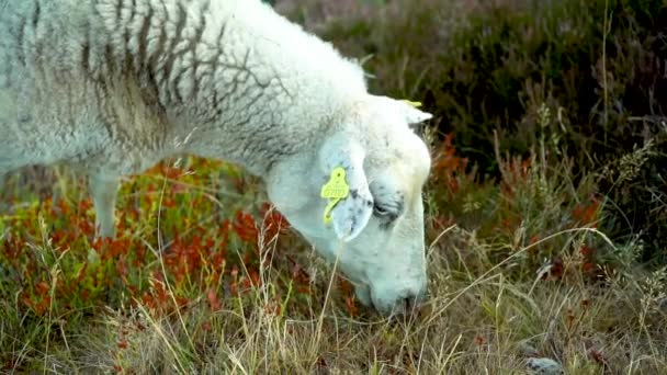Nagranie Owcy Jedzącej Trawę — Wideo stockowe
