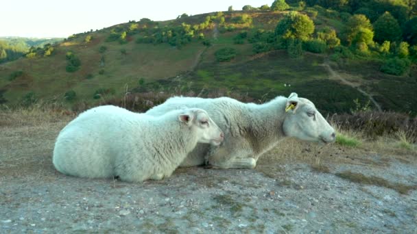 Ovejas Cordero Tendidos Comiendo Cerca Una Colina — Vídeos de Stock