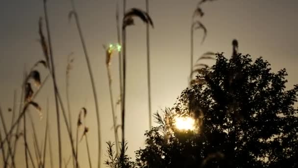 Luz Del Sol Noche Brillando Través Las Hojas Árbol — Vídeo de stock
