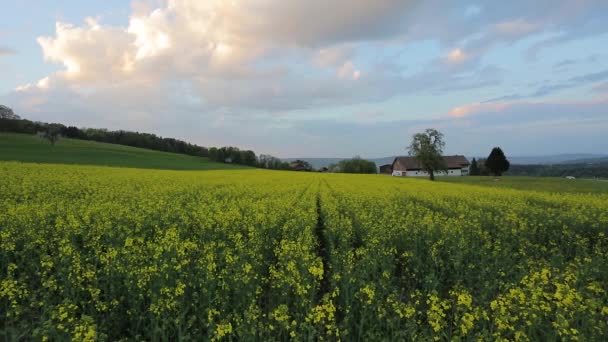 風に吹かれながら日没時に黄色いクローバーの花の畑 — ストック動画