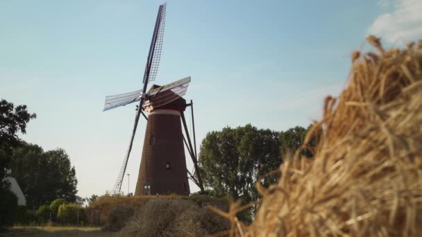 Typical Dutch Windmill Focuspull Bush Cutted Wheat Peacfully Waving Wind — Stock Video