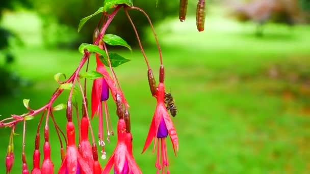 Bee Verzamelen Van Nectar Van Een Bloem — Stockvideo