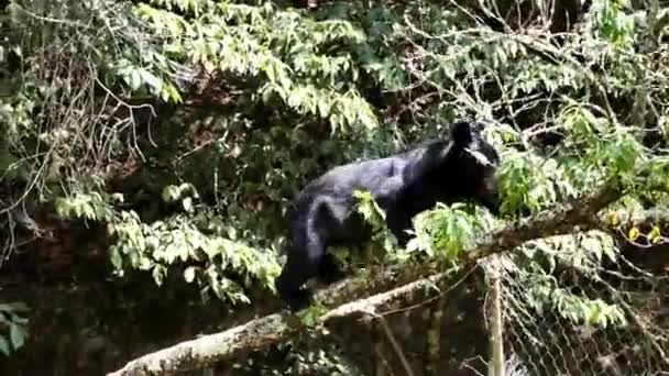 Male Wild Bear Climbed Tree Looming Wire Grate Returns Picnic — Stock Video