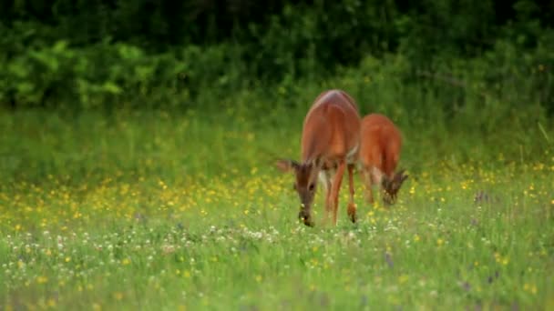 Deux Femelles Cerfs Queue Blanche Sont Dans Champ Herbe Avec — Video