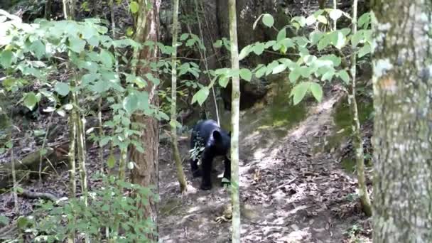 Beruang Hitam Liar Berjalan Menyusuri Hutan Mengendus Angin Belakang Pohon — Stok Video