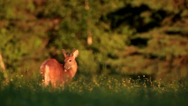 Vit Hjort Hankön Rengör Pälsen Och Äter Gräs Rådjur Var — Stockvideo