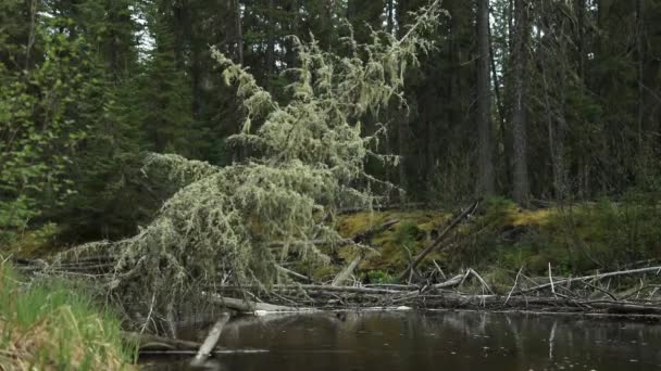 Rzeka Przechodząca Przez Dzikie Tereny Ontario — Wideo stockowe