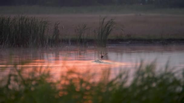 Canard Débarquant Sur Lac Aube Dans Plaine Hongroise — Video