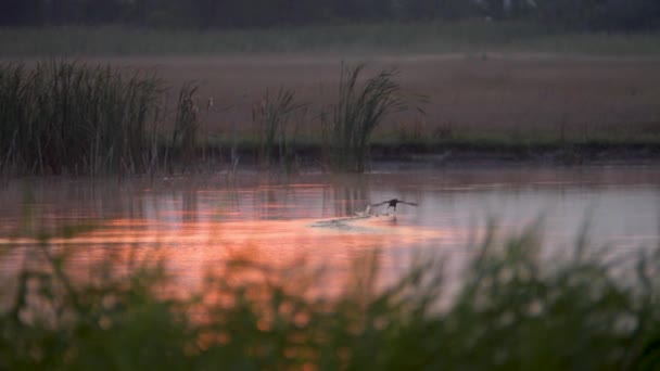 Canard Atterrissant Sur Lac Aube Dans Plaine Hongroise 50Ips Ralenti — Video