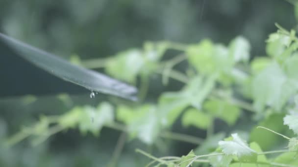 Water Druipt Van Paraplu Regenachtige Dag Slow Motion — Stockvideo