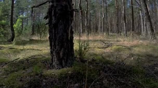 Trädstam Mossig Skog — Stockvideo