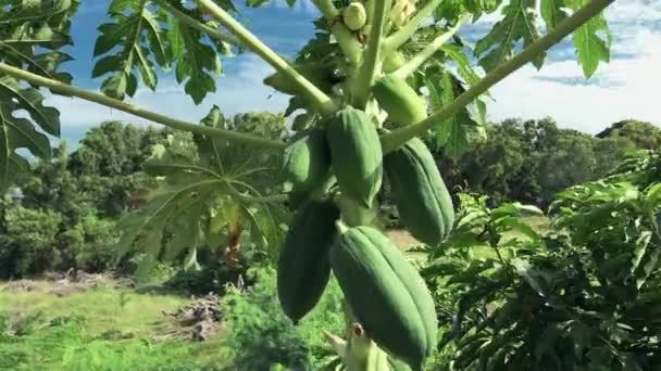 Zelená Papája Roste Zeleném Stromě Modrá Obloha Mraky Pozadí Slunečný — Stock video