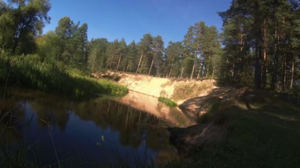 Río Bosque Día Soleado — Vídeos de Stock