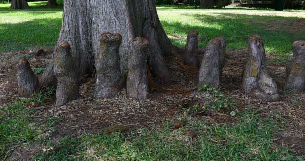 Neobvyklé Kořeny Strom Uvnitř Landa Park New Braunfels — Stock video