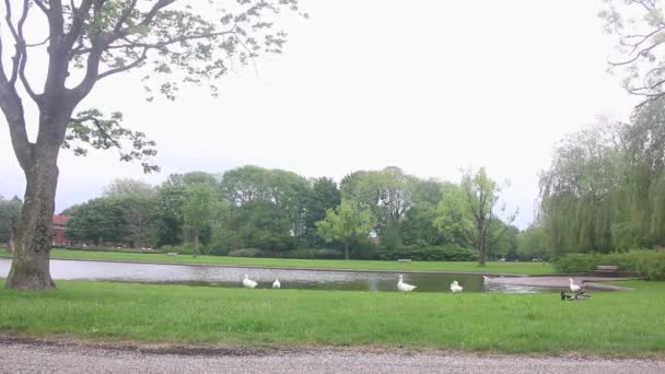 池のある公園があります 背景には草や女性がいます 人が歩く — ストック動画