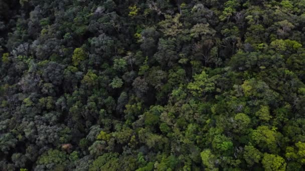 Imágenes Aviones Tripulados Selva Tropical Brasileña Vista Verde Densa — Vídeos de Stock