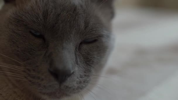 Blue Siamese Cat Looks Tired — Stock Video