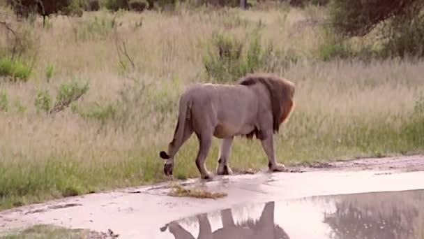 León Macho Caminando Estado Salvaje Botswana — Vídeos de Stock