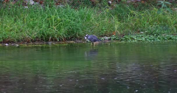 Желтая Корона Ночной Цапли Реке Гвадалупе Штате Техас — стоковое видео