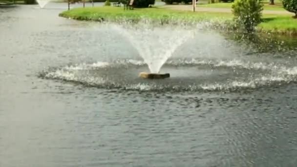 Scènes Étang Scènes Parc Eau Arbres Mousse — Video