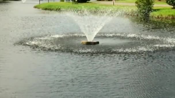 Scènes Étang Scènes Parc Eau Arbres Mousse — Video