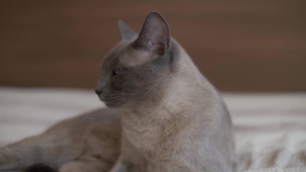 Bluepoint Siamese Gato Solo Mirando Alrededor — Vídeo de stock