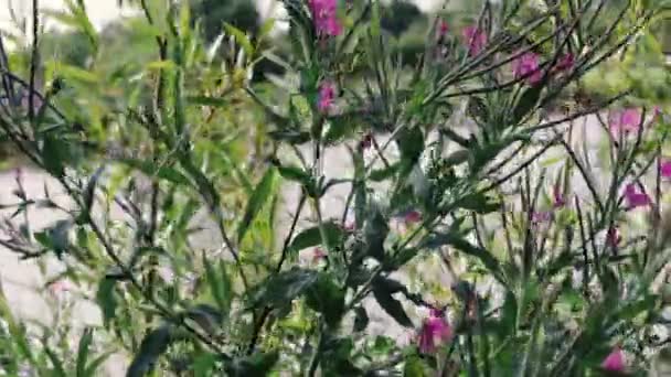 Фіолетова Квітка Дме Під Сильним Вітром — стокове відео