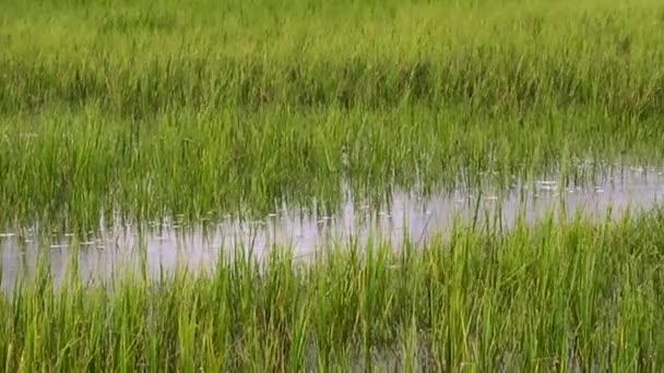 Marsh Céu Praia Wrightsville Wilmington — Vídeo de Stock