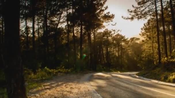 木の後ろを通過しながら 道路は それらの木に沿って行くと 太陽がレンズフレアをキャストの傾斜タイムラプスショット — ストック動画
