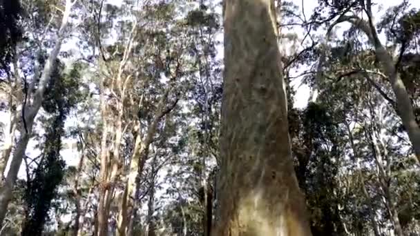 南方的老树 — 图库视频影像
