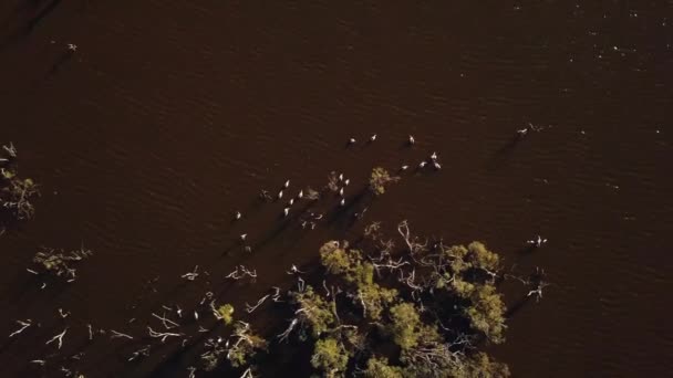 Alta Vista Aérea Vertical Pelicanos Flutuando Lago Das Zonas Húmidas — Vídeo de Stock