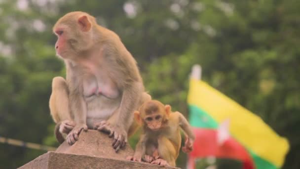 Arka Planda Anne Myanmar Bayrağıyla Bebek Macaque Maymunu — Stok video