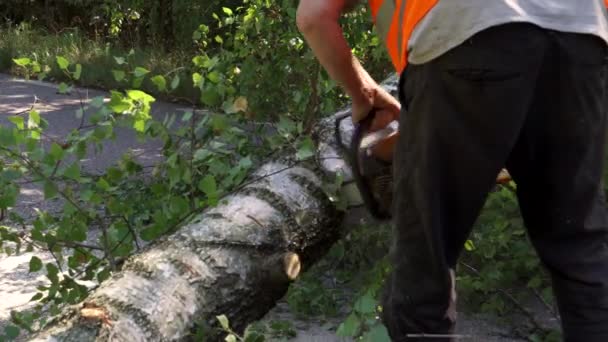 Holzfäller Zersägt Baum Mit Kettensäge Straße Frei Machen — Stockvideo