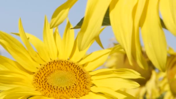 Beautiful Sunflowers Road — Stock Video