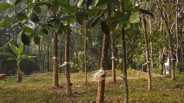 Dry Leaves Falling Quickly Trees Large Field Rubber Trees India — Stock Video