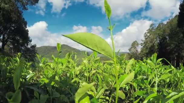 Natureza Cameron Highlands — Vídeo de Stock