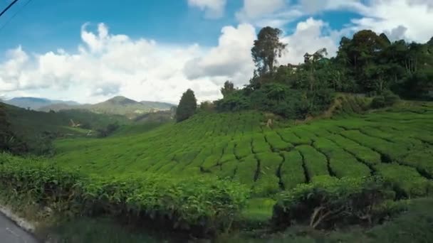 Typ Cameron Highlands — Stockvideo