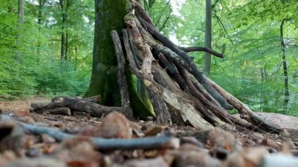 Mans Pies Caminando Delante Gran Árbol Bosque Hareskov Dinamarca — Vídeos de Stock